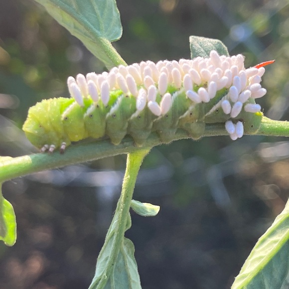 Meet your Posher, D.A. Fox - Picture 7 of 7